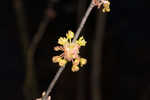 Southern spicebush <BR>Pondberry